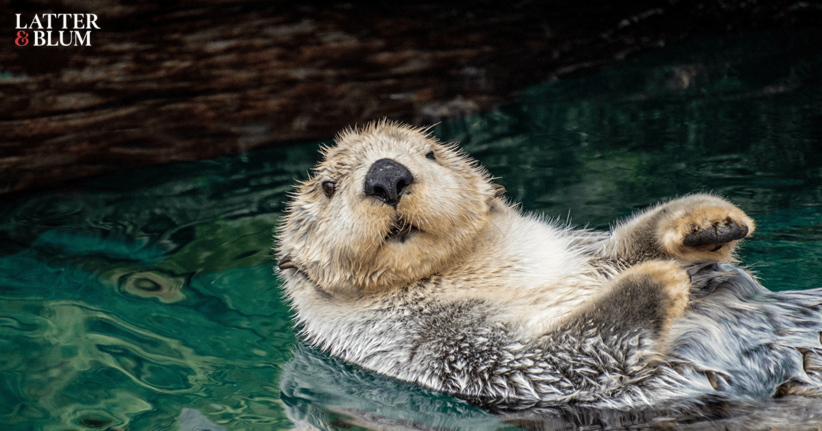 5 Things to do at Baton Rouge’s Blue Zoo Slidell Real Estate The