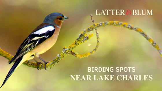 Lake Charles Birding